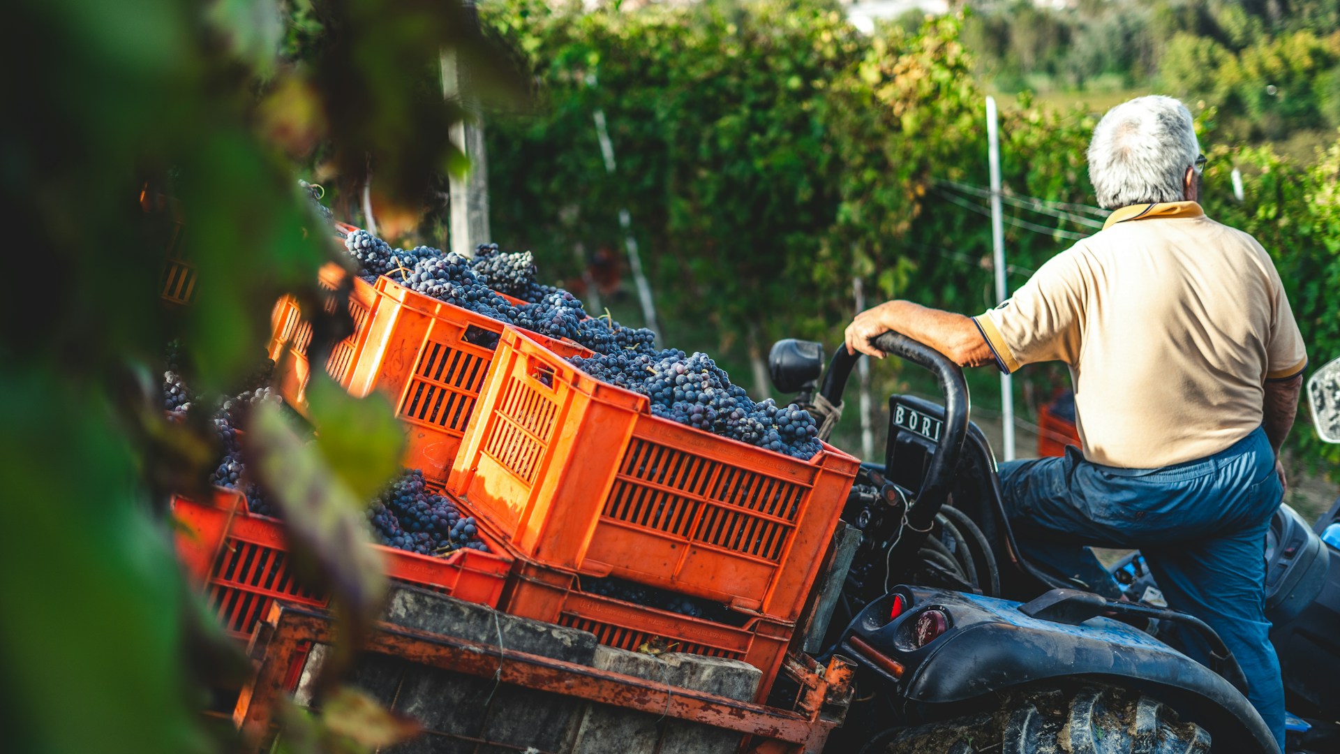 An older man sits on a tractor, surrounded by orange crates filled with freshly harvested grapes in a vineyard.